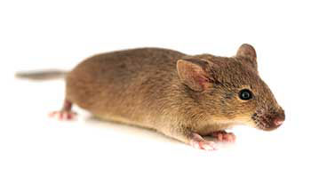 B6129F1 Hybrid Mouse Model 
