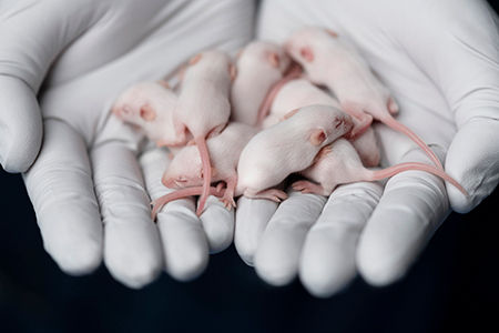 Animal Husbandry image