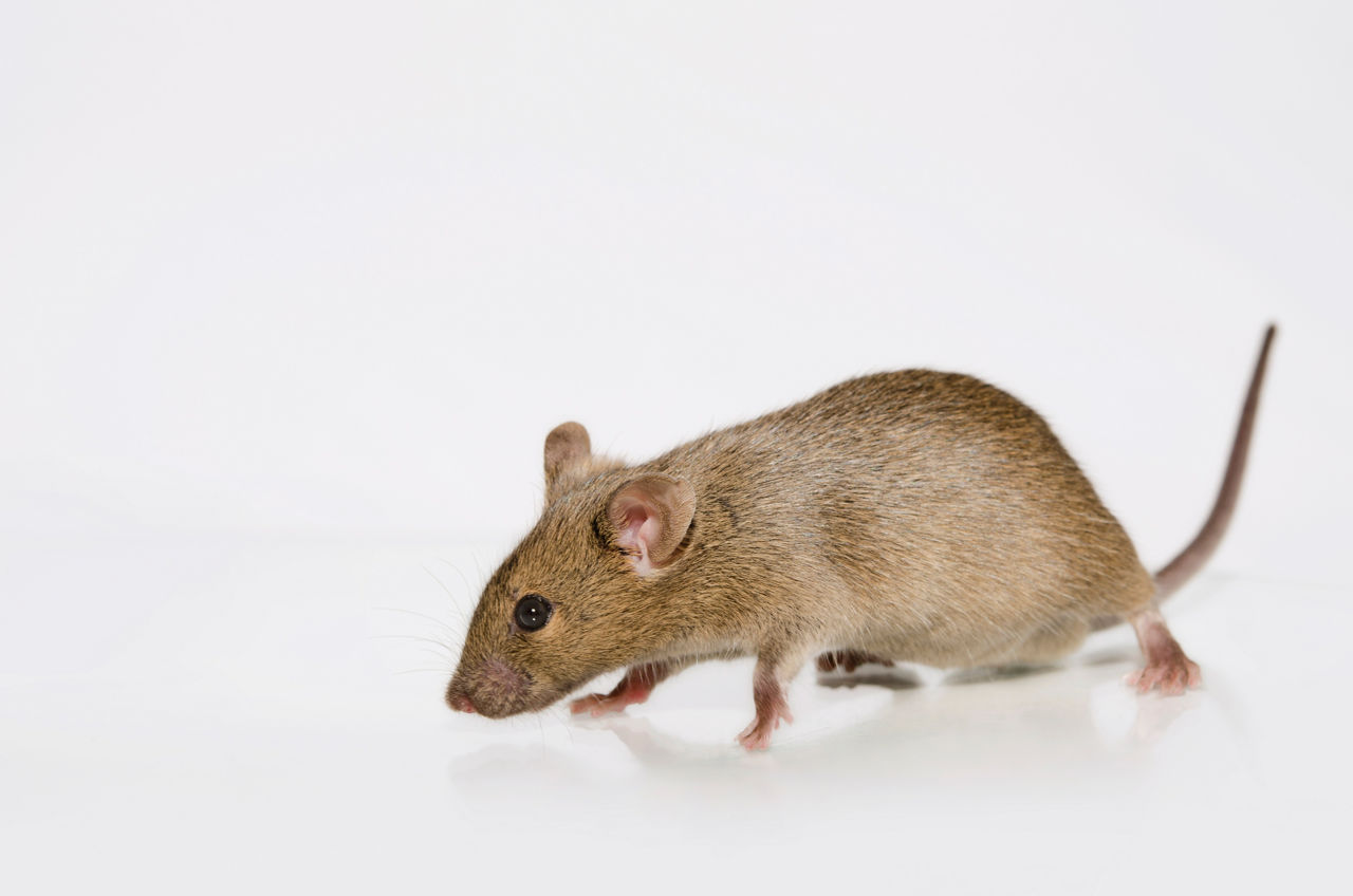 Albino mouse standing