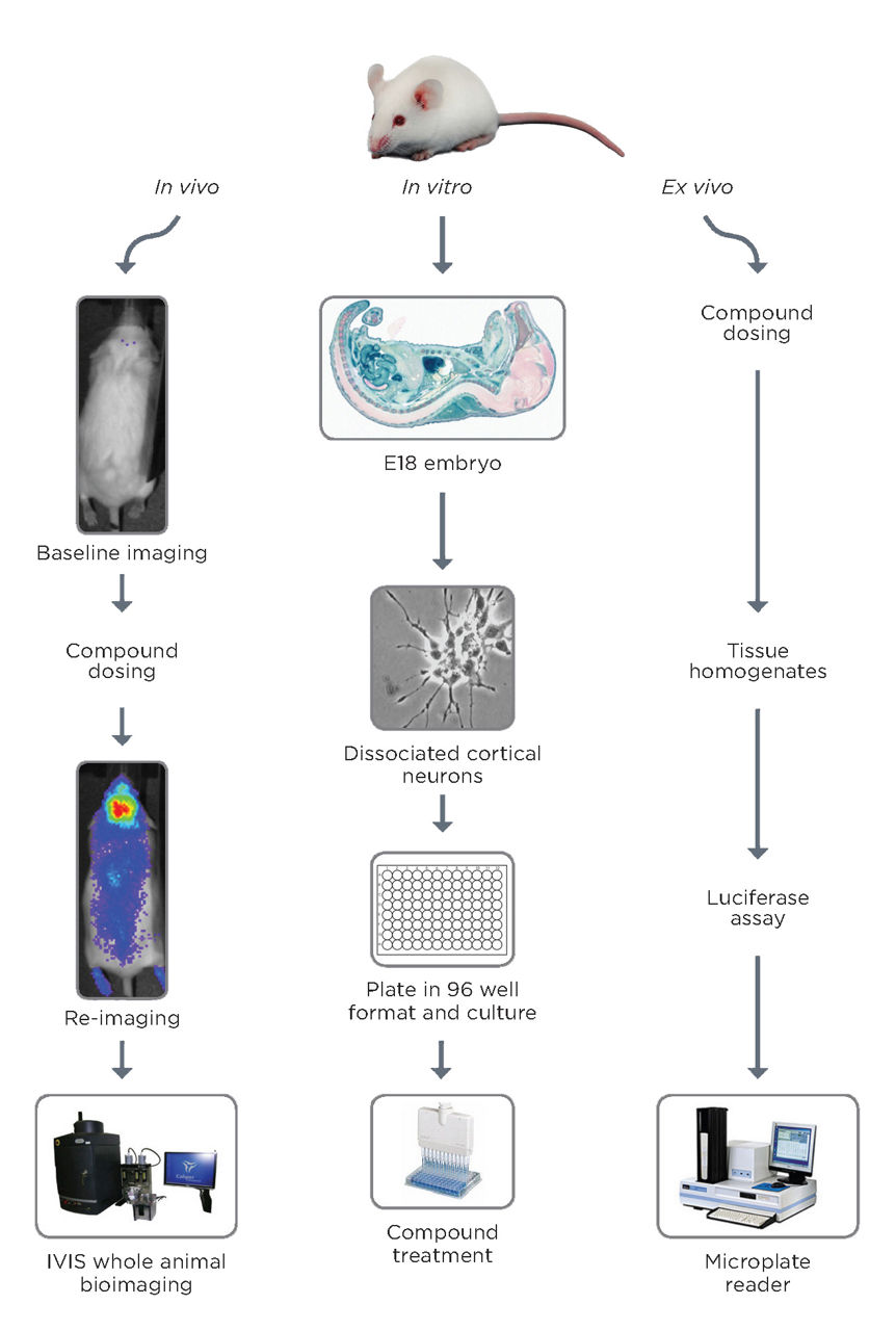 CRE-Luc GPCR Reporter Mouse Platform