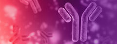 monoclonal antibody graphic