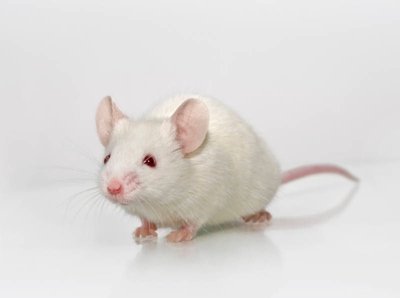 Albino mouse standing