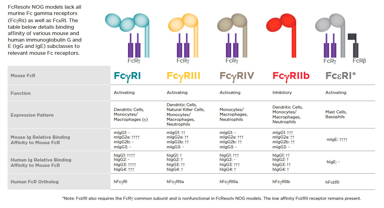 chart of absent receptors in nog models