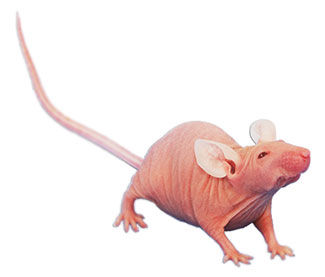 NMRI nude Spontaneous Mutant Mouse Model 
